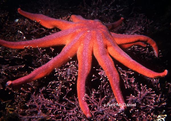 Photo of Solaster stimpsoni by <a href="http://www.seastarsofthepacificnorthwest.info/">Neil McDaniel</a>